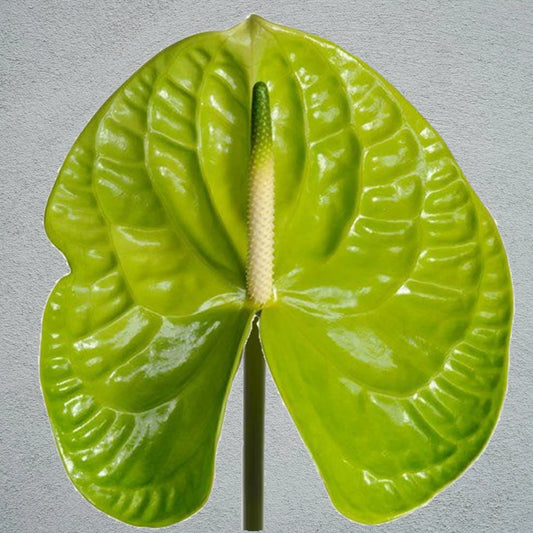 Anthurium Green Indoor/Outdoor Live Plant