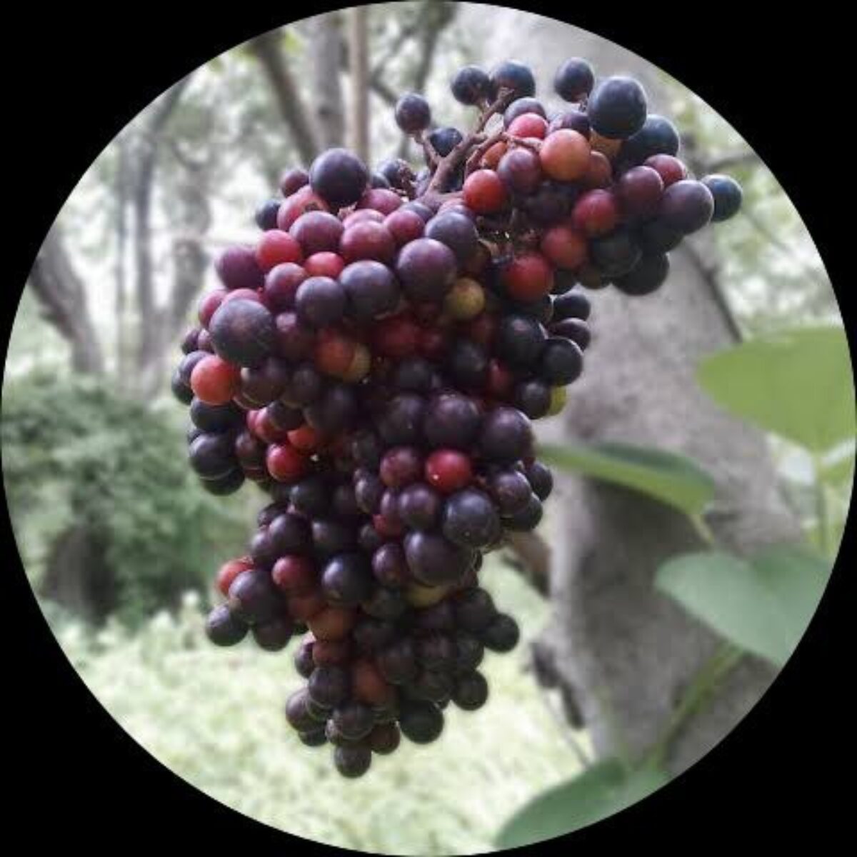Cambodian Grapes Fruit Live Plant