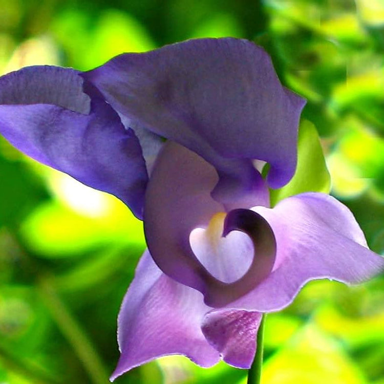 Ganesha vine  Seeds - Open Pollinated