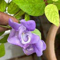 Ganesha vine  Seeds - Open Pollinated
