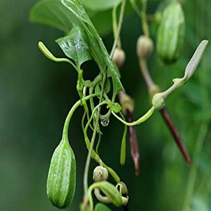 Garudakodi / Aristolochia Acuminata All Time Flowering Live Plant