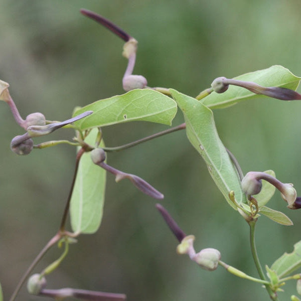 Garudakodi / Aristolochia Acuminata All Time Flowering Live Plant