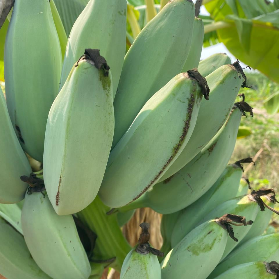 Peyan Banana / Grey Banana Live Plant