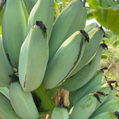 Peyan Banana / Grey Banana Live Plant