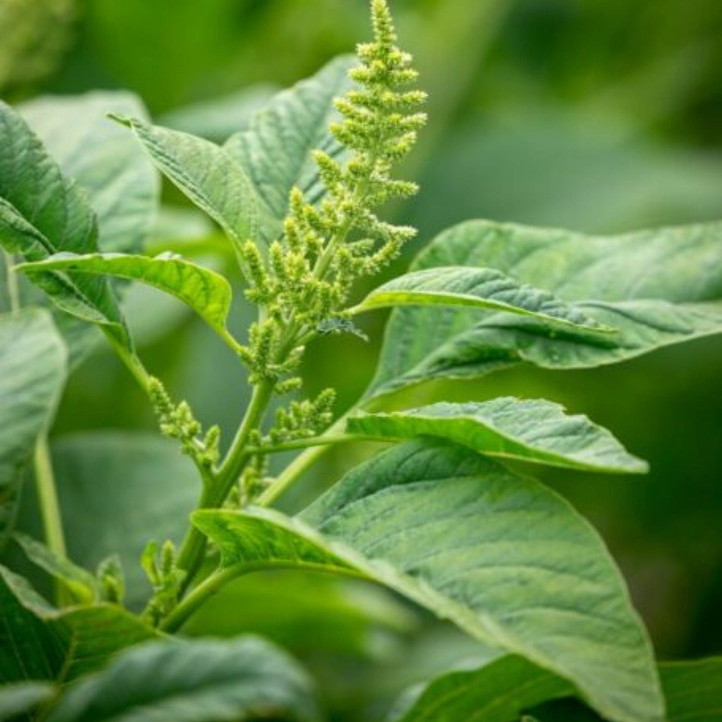 Organic Green Amaranthus Seeds - Open Pollinated
