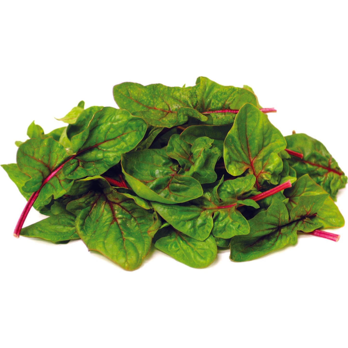 Organic Green & Red Amaranthus Seeds (Renu Sree Cheera) - Open Pollinated