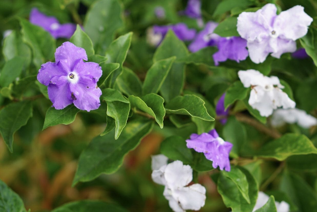 Yesterday Today Tommorrow (Brunfelsia pauciflora) Flowering Live Plant
