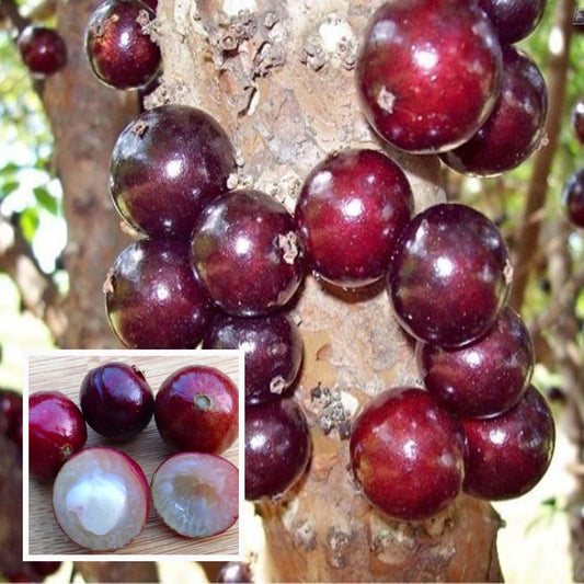 Jaboticaba Escaette Fruit Live Plant