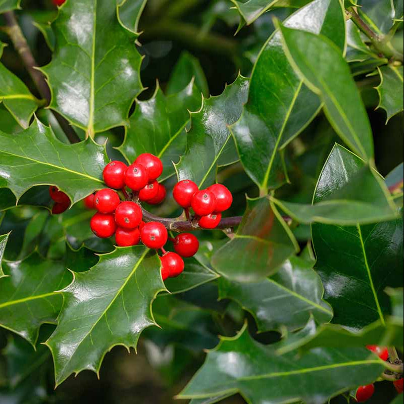 Holy Thorns Plant (Crown of Thorns) Live plant