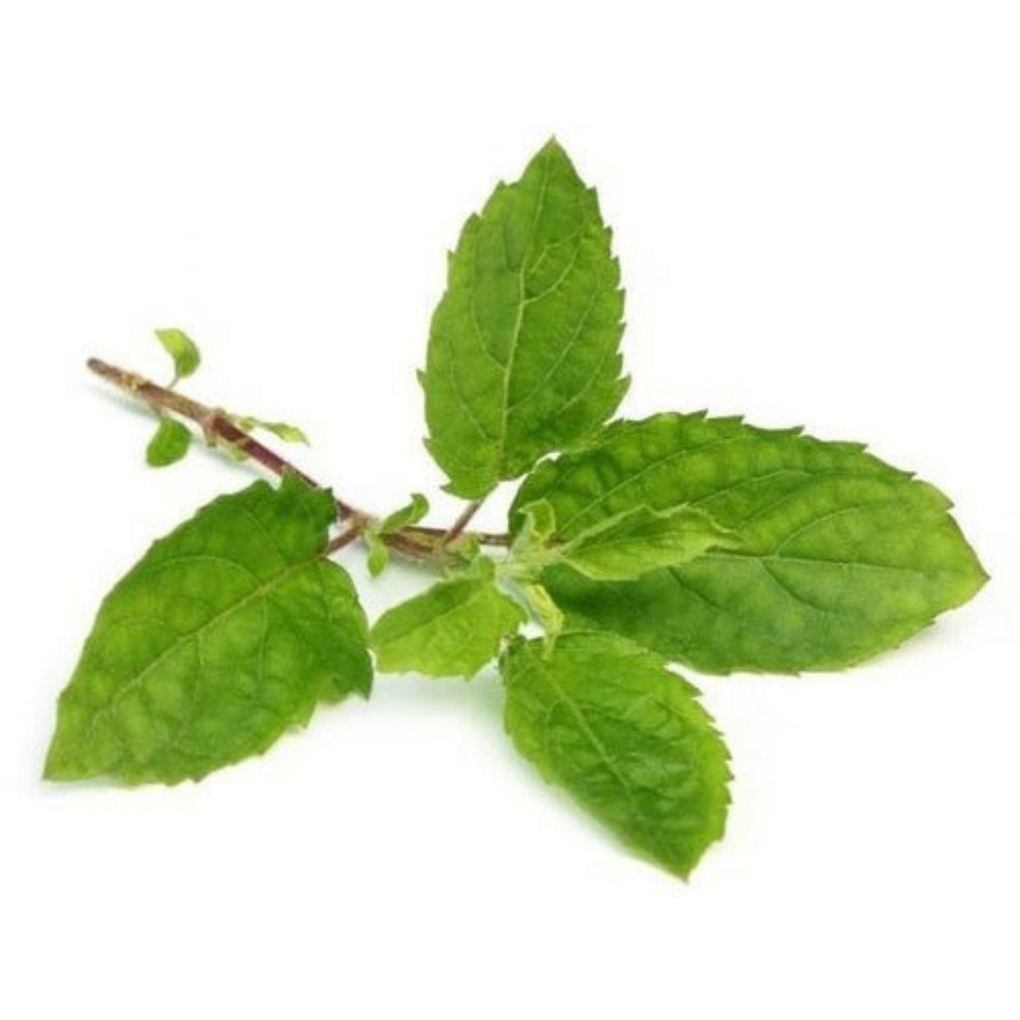 Organic Holy Basil Seeds - Open Pollinated