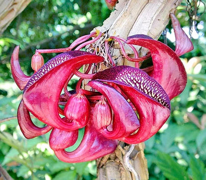 Aristolochia leuconeura – Rare Ornamental Climbing Plant