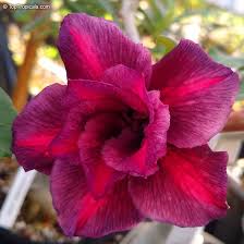 Desert Rose Maroon Double Petal (Adenium obesum) Flowering Live Plant