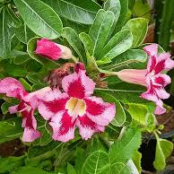 Desert Rose Pink with Red (Adenium obesum) Flowering Live Plant