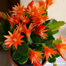 Christmas Cactus Orange Live Plant