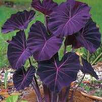 Colocasia ‘Violet Fantasy’ Live Plant