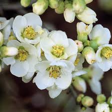 Japanese Quince White – Rare Flowering Plant