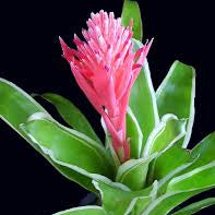 Variegated Bromeliads – Rare & Exotic Live Plant