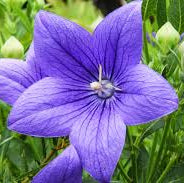 Balloon Plant violet – Rare & Attractive Flowering Plant