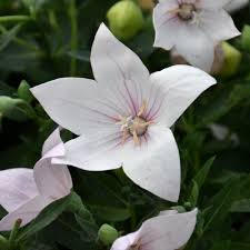 Balloon Plant Pink – Rare & Attractive Flowering Plant