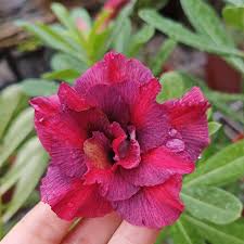 Desert Rose Maroon Double Petal (Adenium obesum) Flowering Live Plant