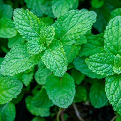 Mint (Pudhina) Live Plant