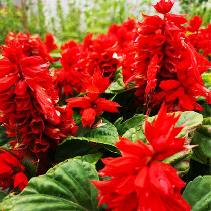 Salvia Splendens Red Seeds