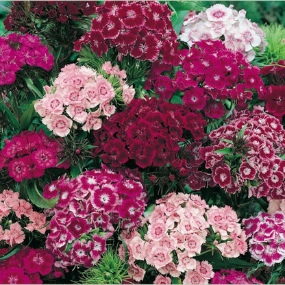 Sweet William Annual Seeds