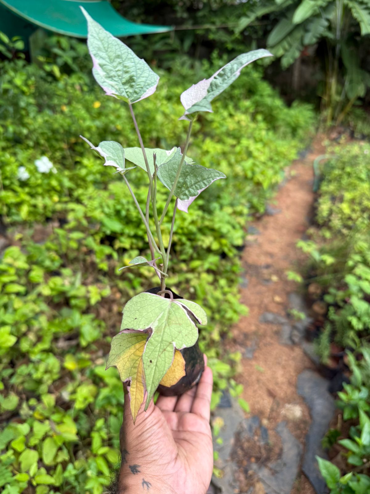 Ipomoea Varigated /Batatas Pink Frost Vine Flowering Live Plant
