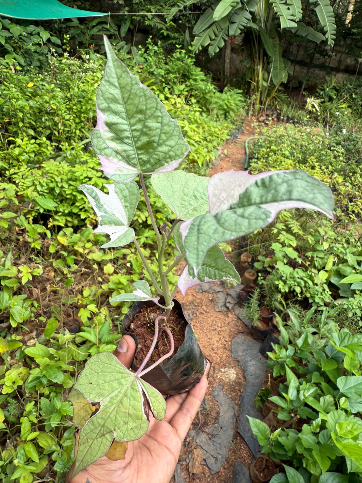 Ipomoea Varigated /Batatas Pink Frost Vine Flowering Live Plant