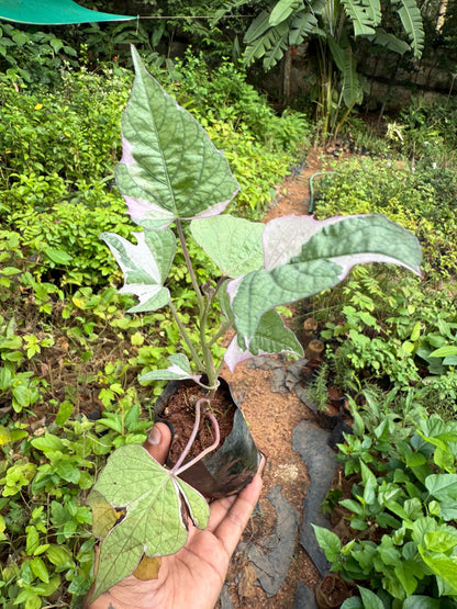 Ipomoea Varigated /Batatas Pink Frost Vine Flowering Live Plant