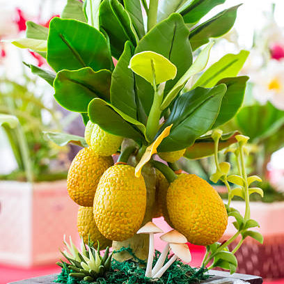 Jackfruit Tree Bonsai Live Plant