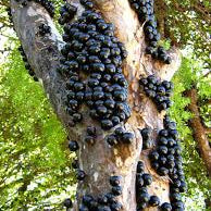Jaboticaba Sabara Live Fruit Plant