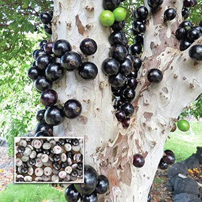 Jaboticaba Sabara Live Fruit Plant