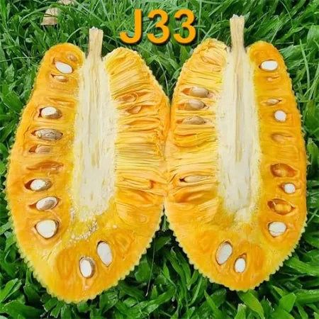 J33 Jackfruit / Malaysian Jackfruit Live plant