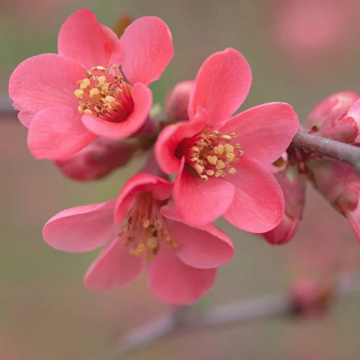 Japanese Quince Pink Rare Flowering Live Plant