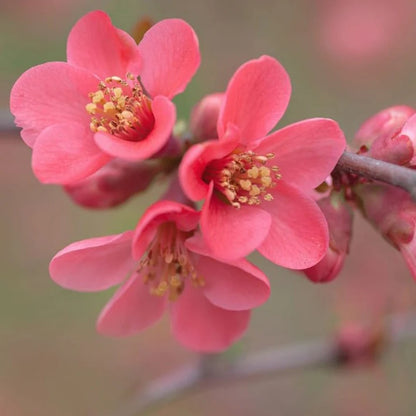 Japanese Quince Pink Rare Flowering Live Plant