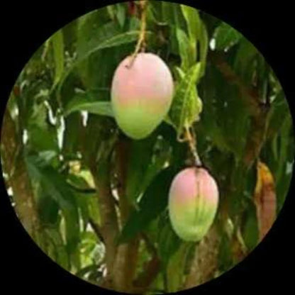 Karpooram Mango Live Plant