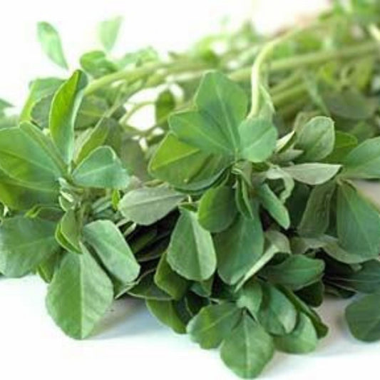 Organic Kasuri Methi (Fenugreek) Leaf Seeds - Open Pollinated