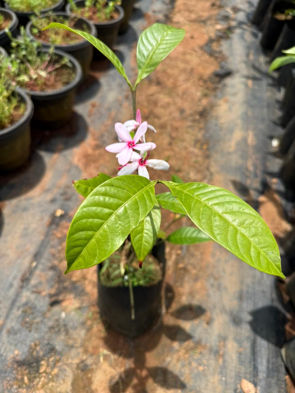 Pink Gardenia/ Kopsia Fruiticosa Rare All Time Flowering Live Plant
