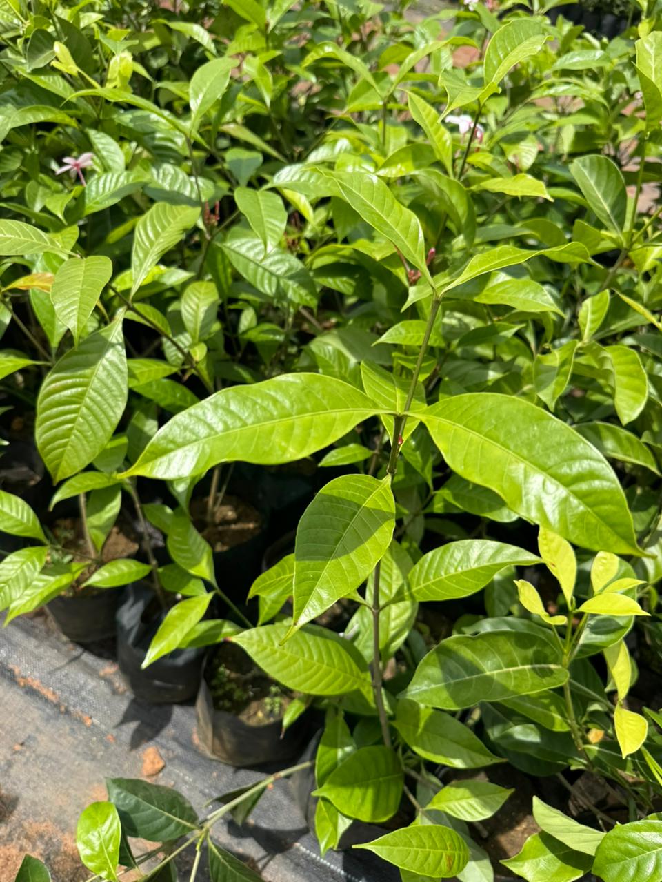 Pink Gardenia/ Kopsia Fruiticosa Rare All Time Flowering Live Plant