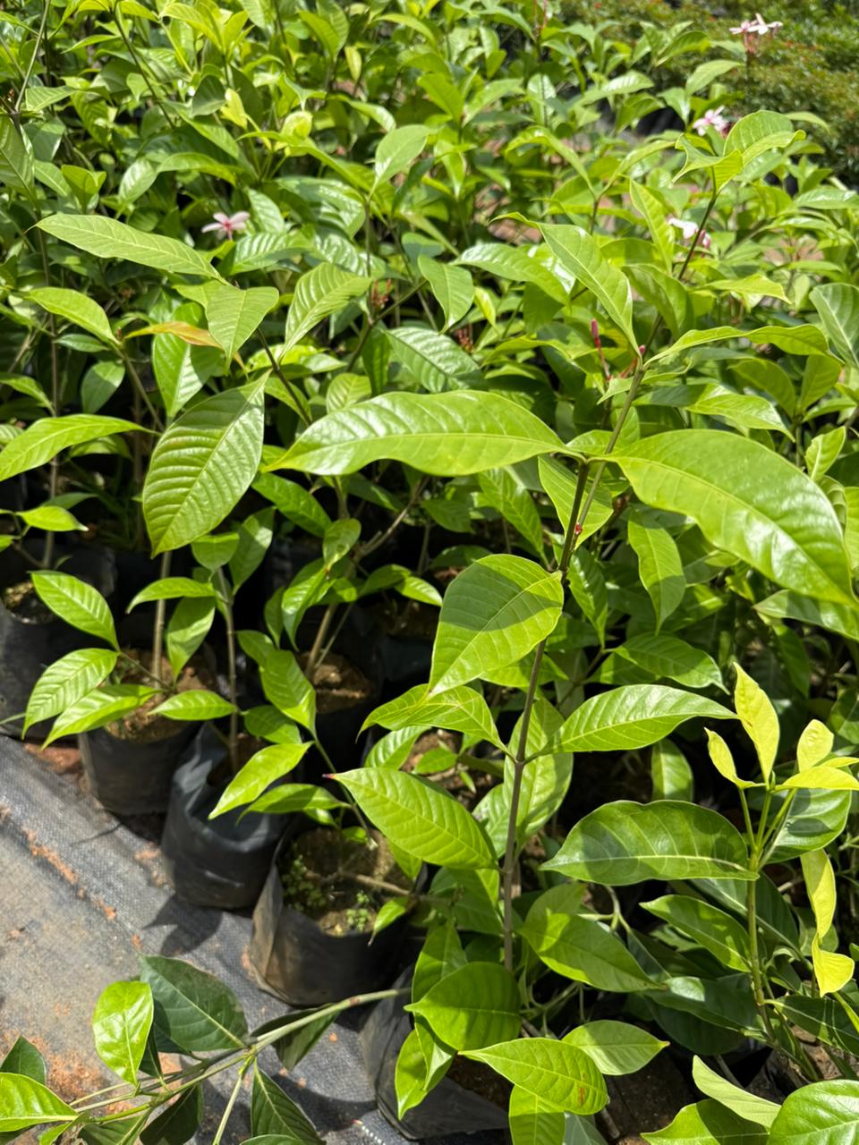 Pink Gardenia/ Kopsia Fruiticosa Rare All Time Flowering Live Plant