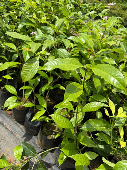 Pink Gardenia/ Kopsia Fruiticosa Rare All Time Flowering Live Plant
