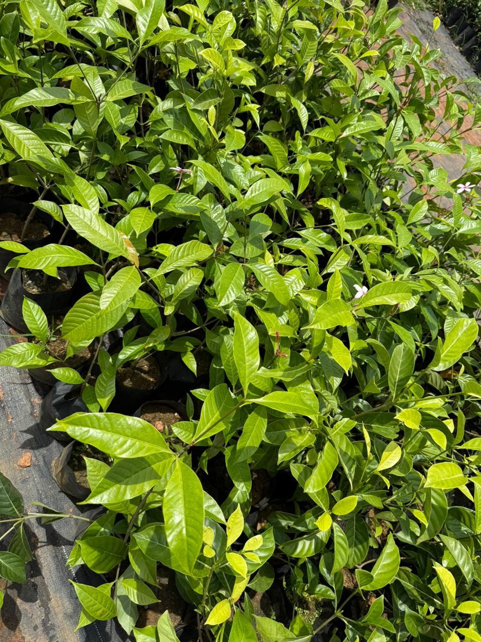 Pink Gardenia/ Kopsia Fruiticosa Rare All Time Flowering Live Plant