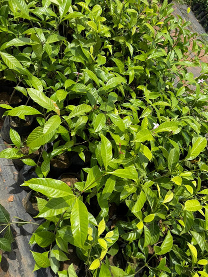 Pink Gardenia/ Kopsia Fruiticosa Rare All Time Flowering Live Plant