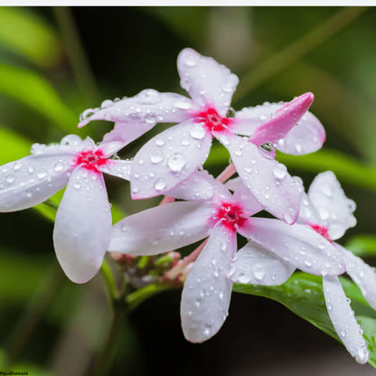 Pink Gardenia/ Kopsia Fruiticosa Rare All Time Flowering Live Plant
