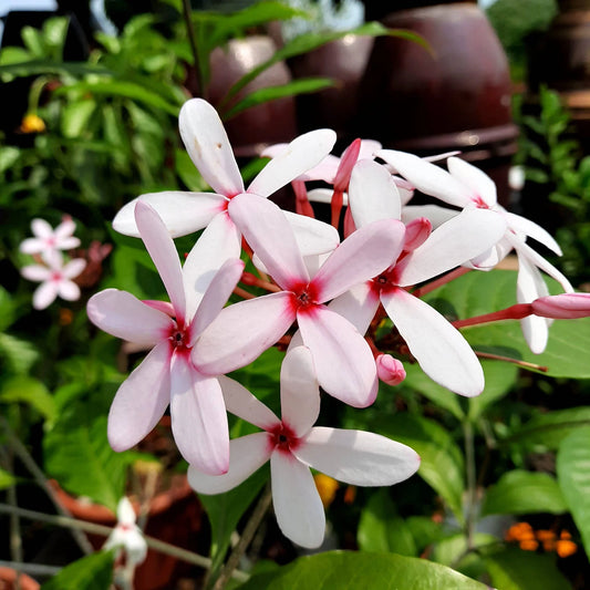 Pink Gardenia/ Kopsia Fruiticosa Rare All Time Flowering Live Plant