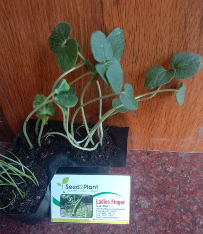 Organic Ladies Finger / Okra Seeds (भिंडी के बीज) - Open Pollinated