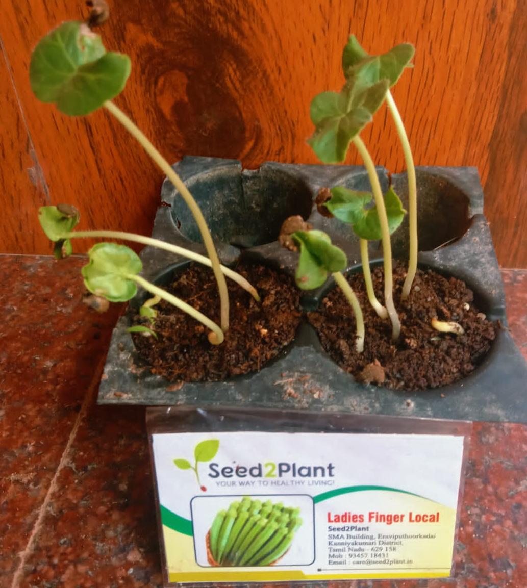 Organic Elephant Tusk Ladies Finger Seeds - Open Pollinated