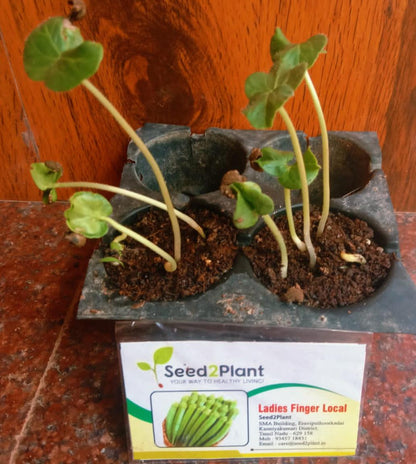 Organic Elephant Tusk Ladies Finger Seeds - Open Pollinated