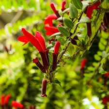 Lipstick Plant (Aeschynanthus radicans)All time Flowering Live Plant